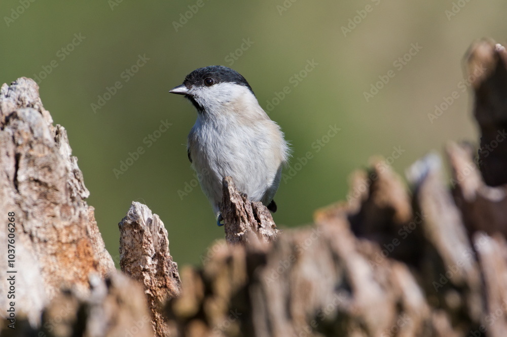 Naklejka premium Poecile palustris aka marsh tit perched on old tree trunk. Common bird in Czech republic. Isolated on blurred background.