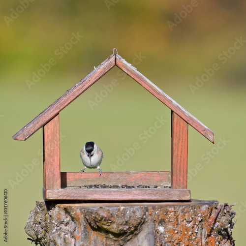 Poecile palustris aka marsh tit perched in the bird feeder. photo