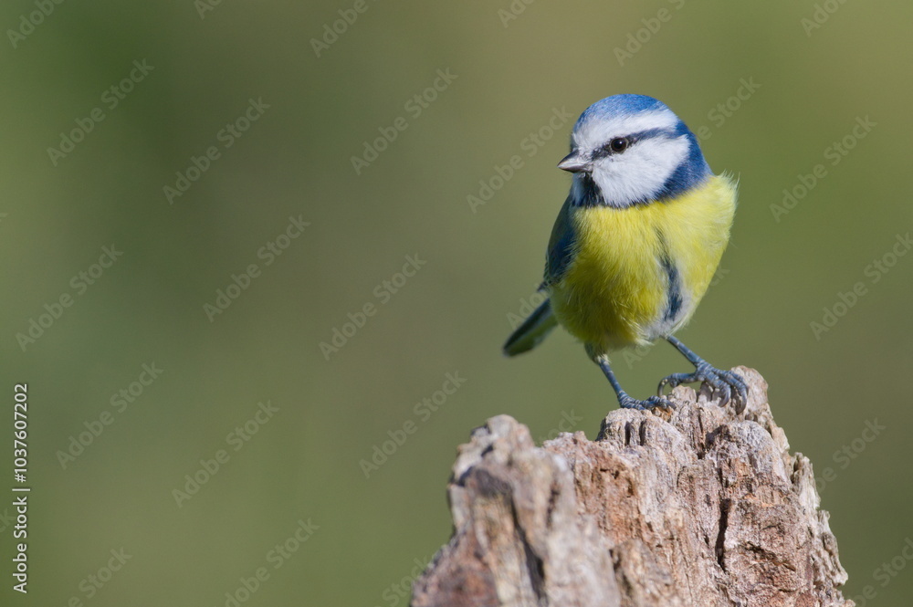Fototapeta premium Cyanistes caeruleus aka blue tit on dry tree. Isolated on clear blurred background. Close-up portrait. 