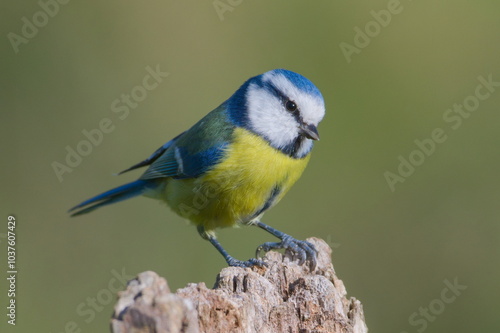 Cyanistes caeruleus aka blue tit on dry tree. Isolated on clear blurred background. Close-up portrait. 