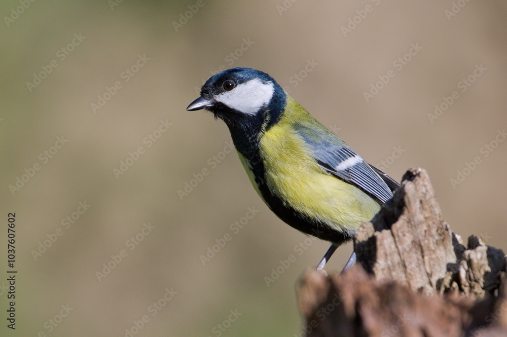 Parus major aka great tit perched on the dry tree in funny pose. Common bird in Czech republic. Isolated on blurred background. Parus major aka great tit perched on the dry tree in funny pose. Common bird in Czech republic. Isolated on blurred background.