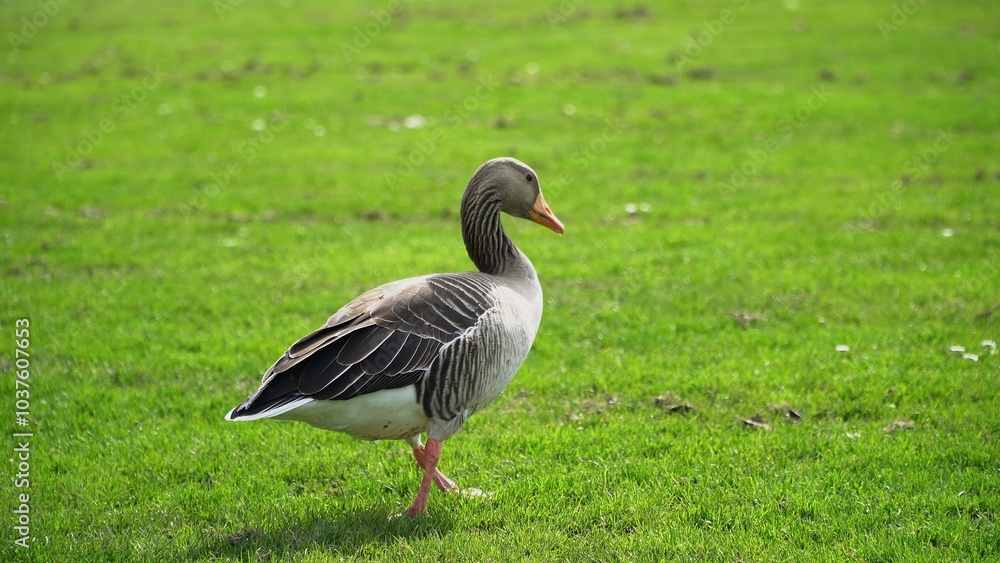 Obraz premium A Serene Duck Resting Calmly Near The Riverbank, Surrounded By Lush Greenery, Capturing The Tranquil Beauty Of Wildlife In Its Natural Habitat, Peacefully Coexisting With Nature. 