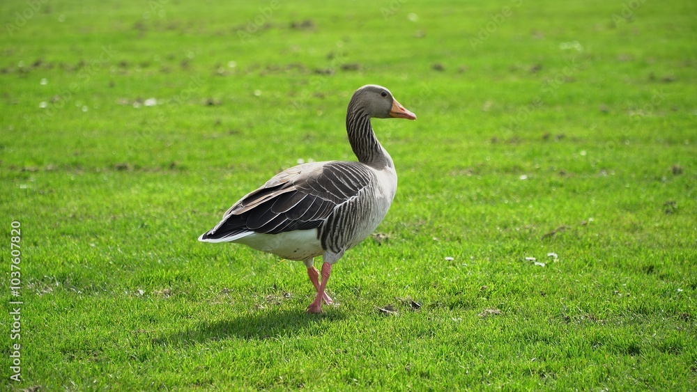 A Tranquil Scene Of Geese Resting Peacefully Near The Riverbank, Surrounded By Lush Greenery And Calm Waters, Highlighting The Harmony And Beauty Of Wildlife In Its Natural Habitat.
A Tranquil Scene Of Geese Resting Peacefully Near The Riverbank, Surrounded By Lush Greenery And Calm Waters, Highlighting The Harmony And Beauty Of Wildlife In Its Natural Habitat.