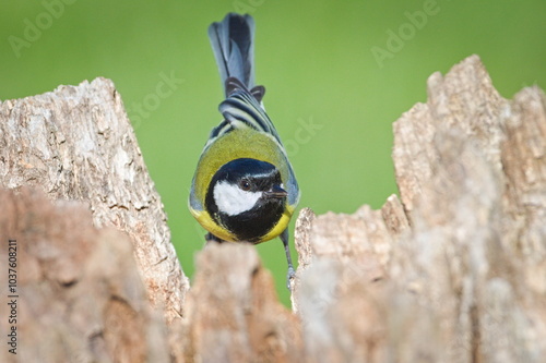 Parus major aka great tit perched on the dry tree in funny pose. Common bird in Czech republic. Isolated on blurred background. photo