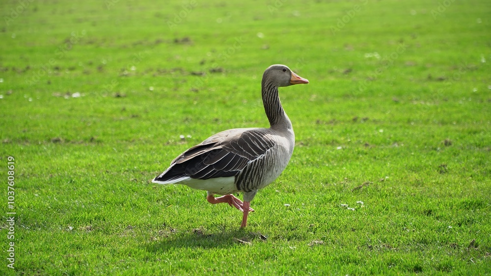 A Serene Duck Resting Calmly Near The Riverbank, Surrounded By Lush Greenery, Capturing The Tranquil Beauty Of Wildlife In Its Natural Habitat, Peacefully Coexisting With Nature. A Serene Duck Resting Calmly Near The Riverbank, Surrounded By Lush Greenery, Capturing The Tranquil Beauty Of Wildlife In Its Natural Habitat, Peacefully Coexisting With Nature.