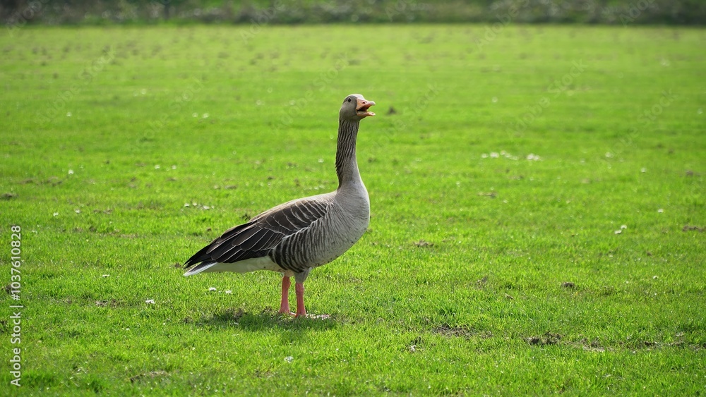 A Serene Duck Resting Calmly Near The Riverbank, Surrounded By Lush Greenery, Capturing The Tranquil Beauty Of Wildlife In Its Natural Habitat, Peacefully Coexisting With Nature.