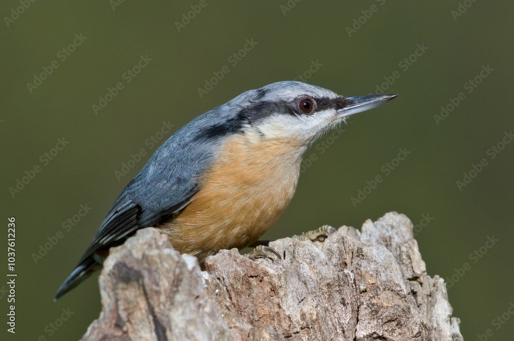 Naklejka premium Common bird Sitta europaea aka Eurasian nuthatch perched on sunny spot. Close-up portrait. Isolated on blurred background. Early autumn.