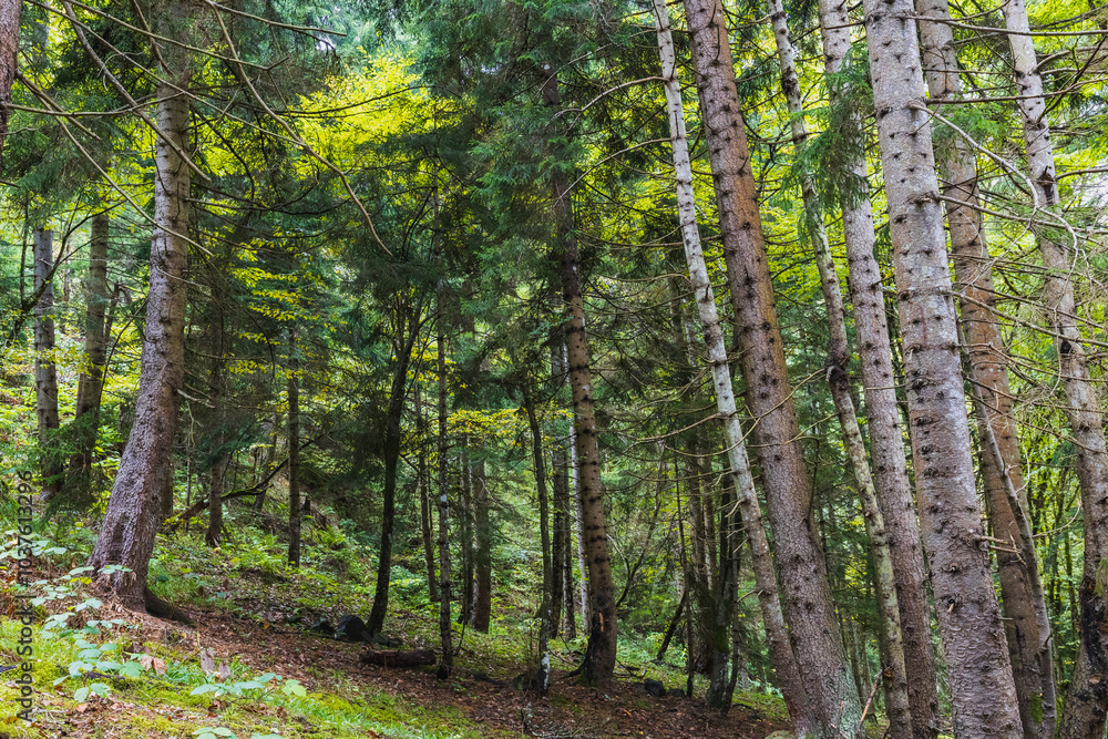 Fototapeta premium green forest in autumn