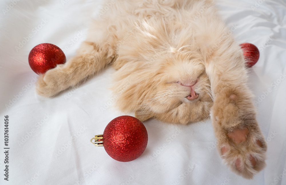 Close-up of a red fluffy cat sleeping on its back in a white bed with red Christmas balls