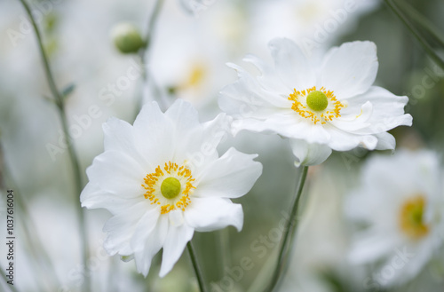 Foto white flowers of the autumn anemone, flowers of the large anemone, beautiful whi