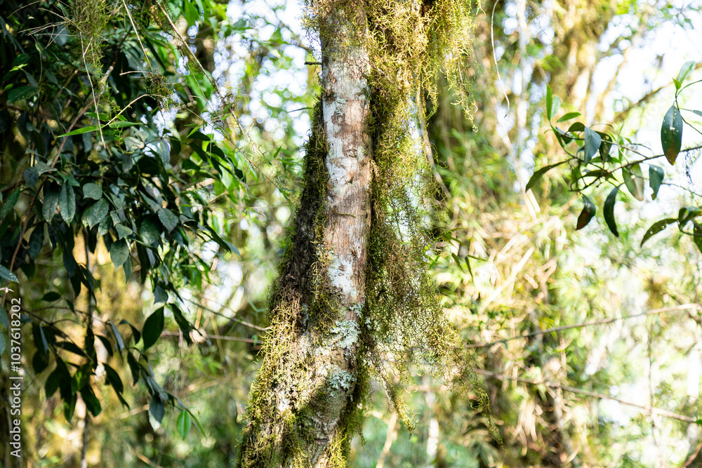 Fototapeta premium Natural wild landscape of the Atlantic Forest and Brazilian rainforest