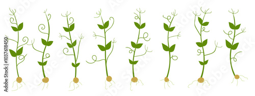 Set of pea sprouts isolated on white background. Vector illustration