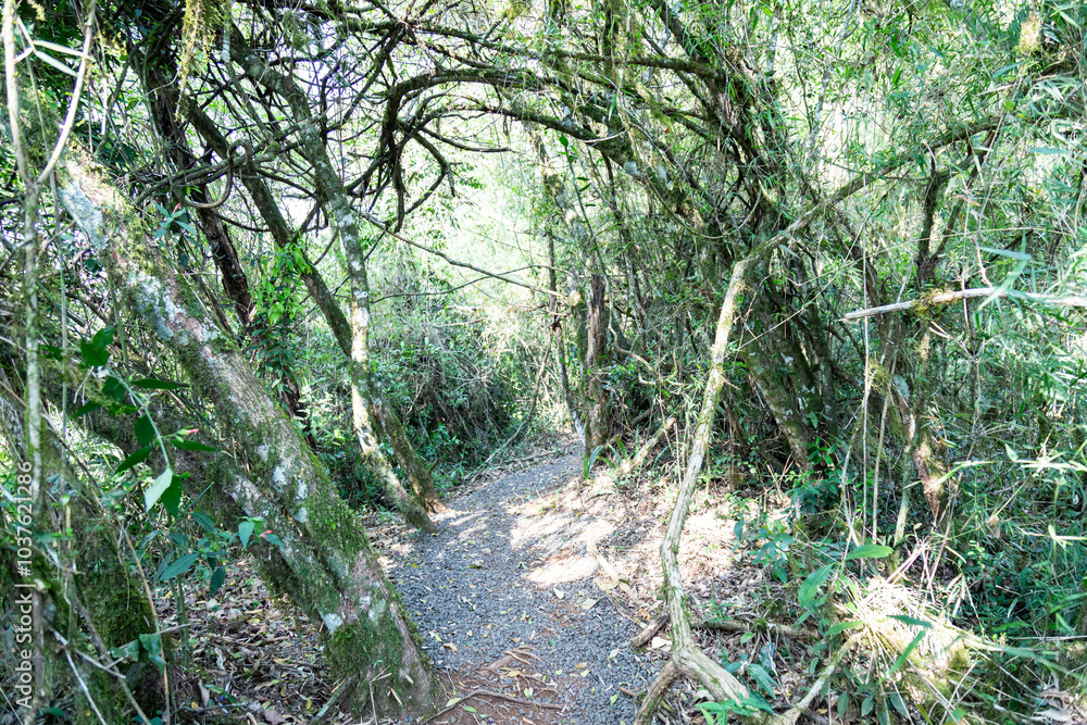 Natural wild landscape of the Atlantic Forest and Brazilian rainforest Natural wild landscape of the Atlantic Forest and Brazilian rainforest