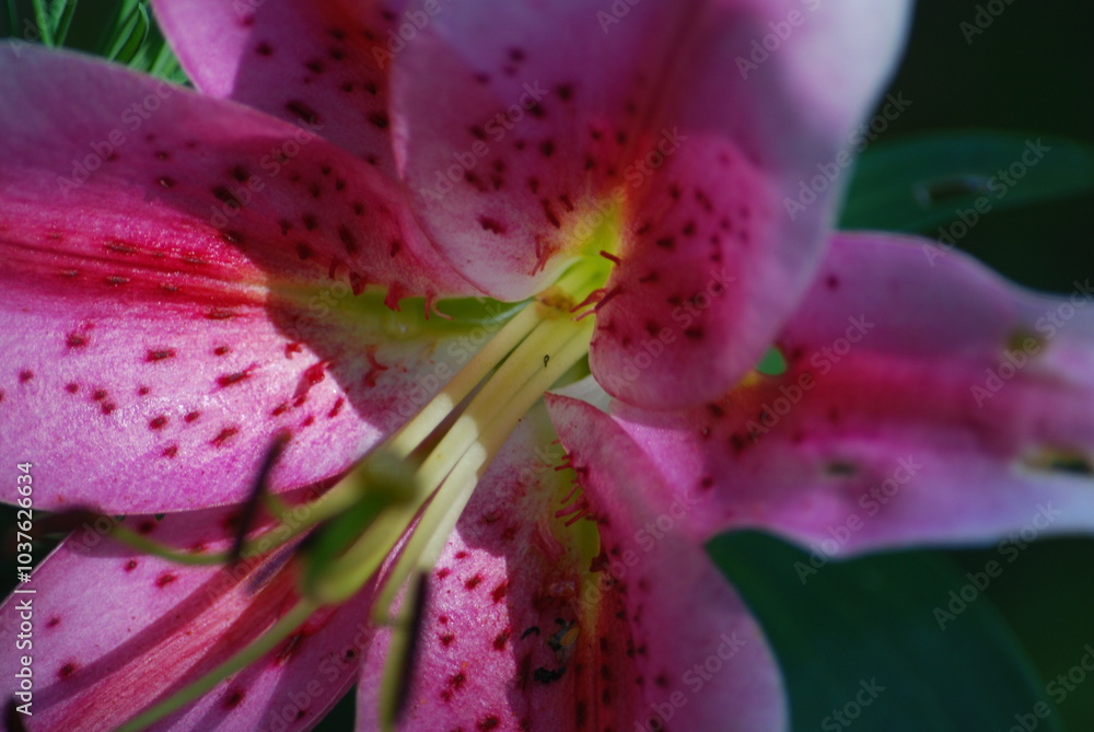 White pink lily. A large flower shaped like a bell grows among green leaves. It has long wide petals that are white at the edges and pink in the center. Long pale yellow pistils. White pink lily. A large flower shaped like a bell grows among green leaves. It has long wide petals that are white at the edges and pink in the center. Long pale yellow pistils.