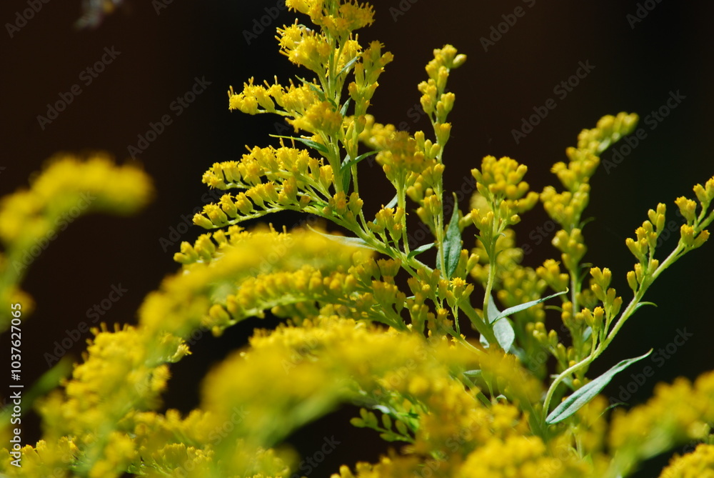 Canadian goldenrod lat. Solidago canadensis. Perennial herbaceous plant belongs to the genus Goldenrod of the Asteraceae family. It has long branches with small yellow flowers growing nearby. Canadian goldenrod lat. Solidago canadensis. Perennial herbaceous plant belongs to the genus Goldenrod of the Asteraceae family. It has long branches with small yellow flowers growing nearby.