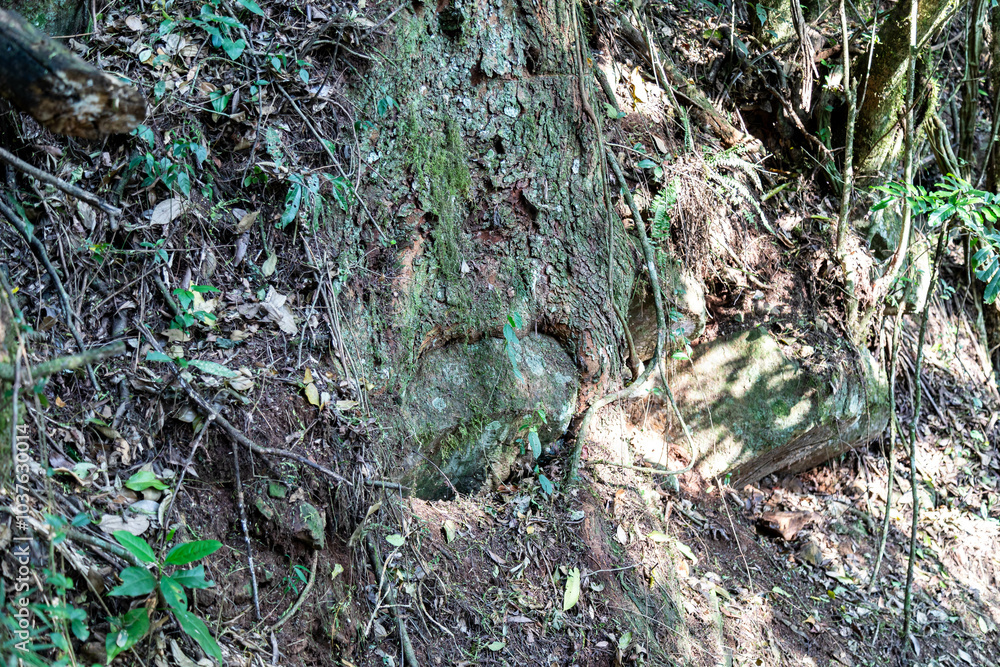 Natural wild landscape of the Atlantic Forest and Brazilian rainforest Natural wild landscape of the Atlantic Forest and Brazilian rainforest
