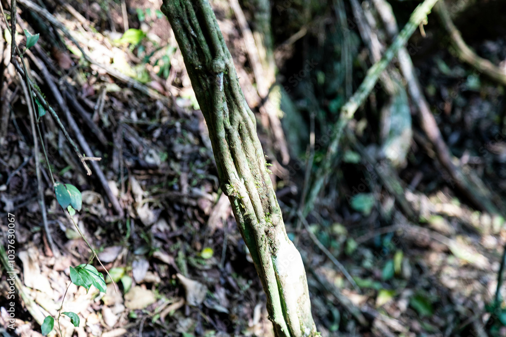 Natural wild landscape of the Atlantic Forest and Brazilian rainforest Natural wild landscape of the Atlantic Forest and Brazilian rainforest