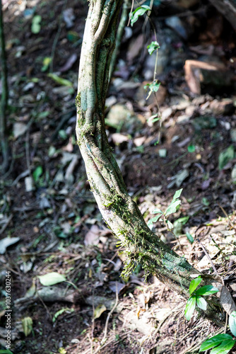 Natural wild landscape of the Atlantic Forest and Brazilian rainforest