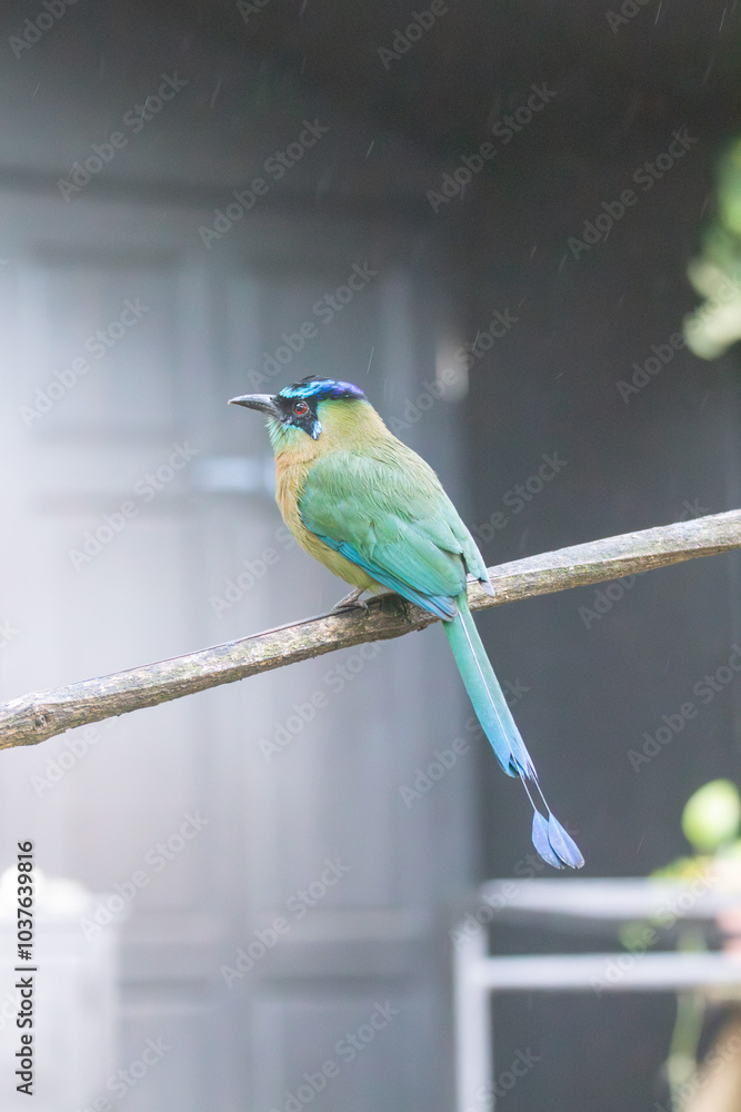 Obraz premium A Lesson's Motmot in Monteverde, Costa Rica