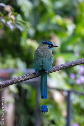 A Lesson's Motmot in Monteverde, Costa Rica photo