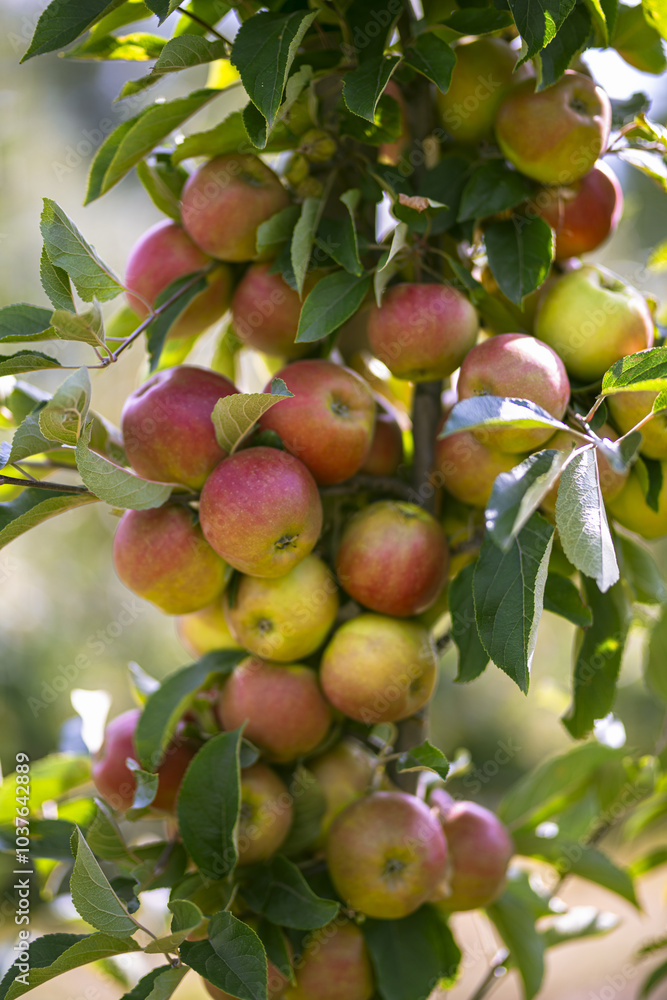 Apple tree. Red apple orchard. Apple garden. Branch of ripe red apples on a tree in a garden. Autumn Harvest. Apple tree. Red apple orchard. Apple garden. Branch of ripe red apples on a tree in a garden. Autumn Harvest.
