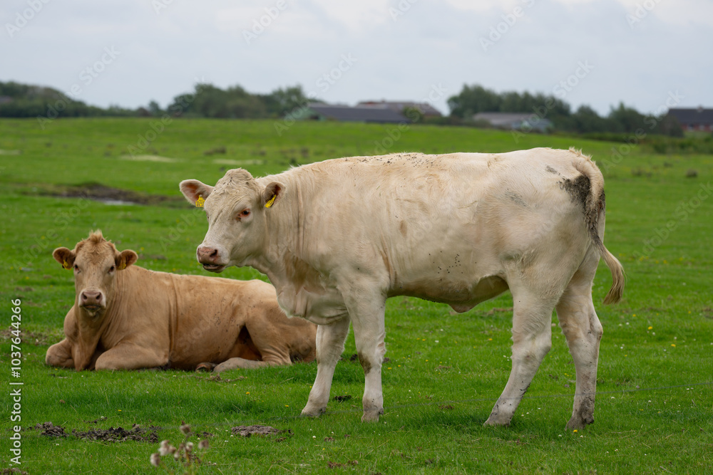 Cow at meadow. Beef cattle in green field. Cow in grassy pasture. Cow in the countryside. Cows graze on summer meadow. Rural landscapes with cows. Cows in a pasture. Cow at meadow. Beef cattle in green field. Cow in grassy pasture. Cow in the countryside. Cows graze on summer meadow. Rural landscapes with cows. Cows in a pasture.