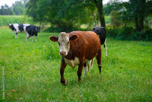 Cow on field. Spotted cow grazing on green meadow. Holstein cow on farm. Cow on graze pasture.