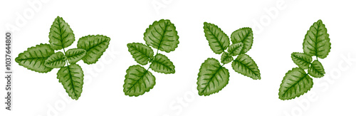 Set of fresh,green mint leaves.Decorative botanical elements.Vector graphics.