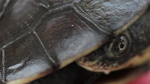 Gibba Side neck turtle which originates from South America  photo