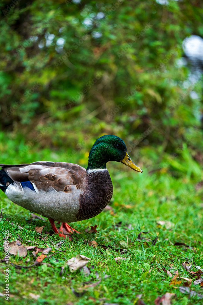 A Day with Ducks at the Lake: Exploring Göttingen’s Wildlife A Day with Ducks at the Lake: Exploring Göttingen’s Wildlife