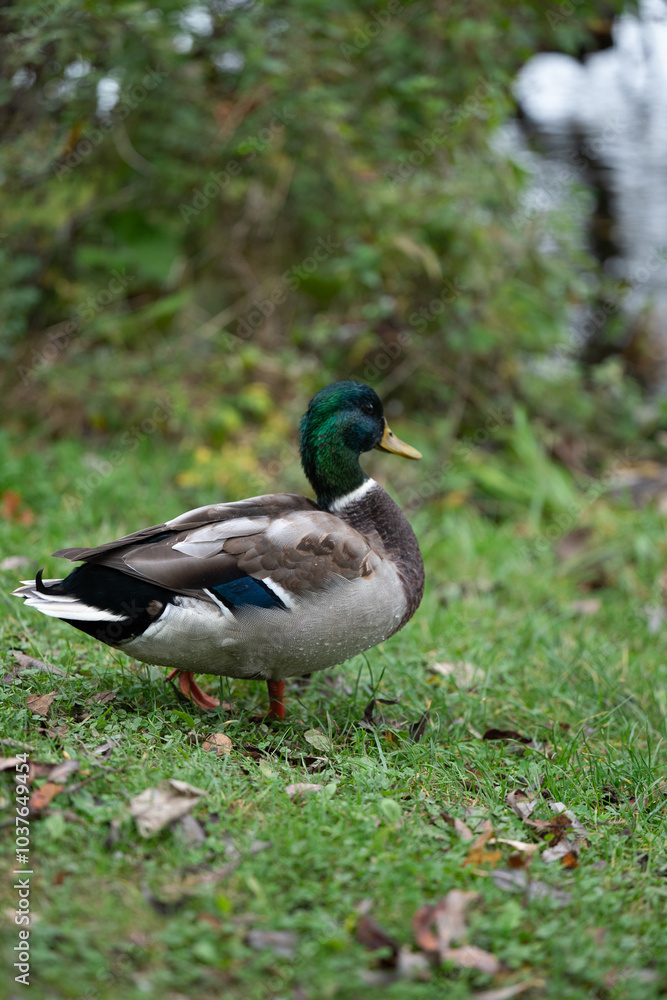 A Day with Ducks at the Lake: Exploring Göttingen’s Wildlife