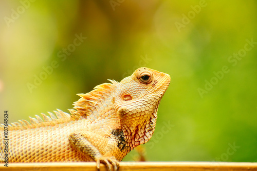 Oriental Garden lizard basking in the sun