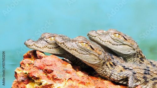 close up of crocodile hatchlings basking in sun