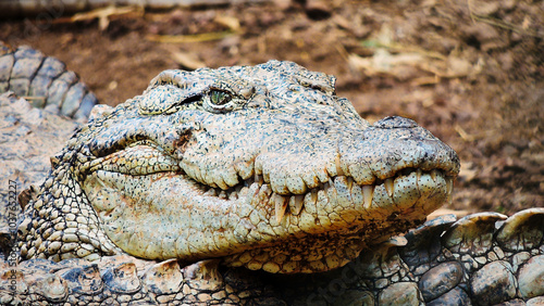 close up of a mugger crocodile