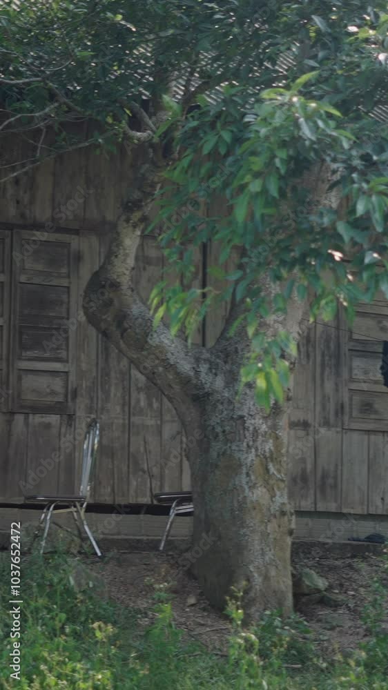 outside garden of a dilapidated wooden house in a quiet rural place in vietnam outside garden of a dilapidated wooden house in a quiet rural place in vietnam