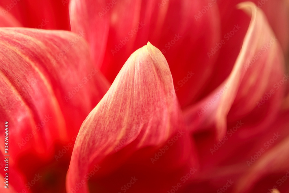 Close up of a dahlia flower petal Close up of a dahlia flower petal