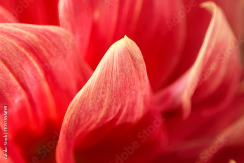 Close up of a dahlia flower petal
