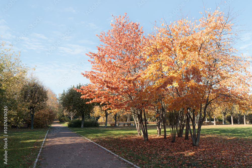 Pathway lined with trees with orange and yellow leaves in a park. Autumn landscape photography. Pathway lined with trees with orange and yellow leaves in a park. Autumn landscape photography.