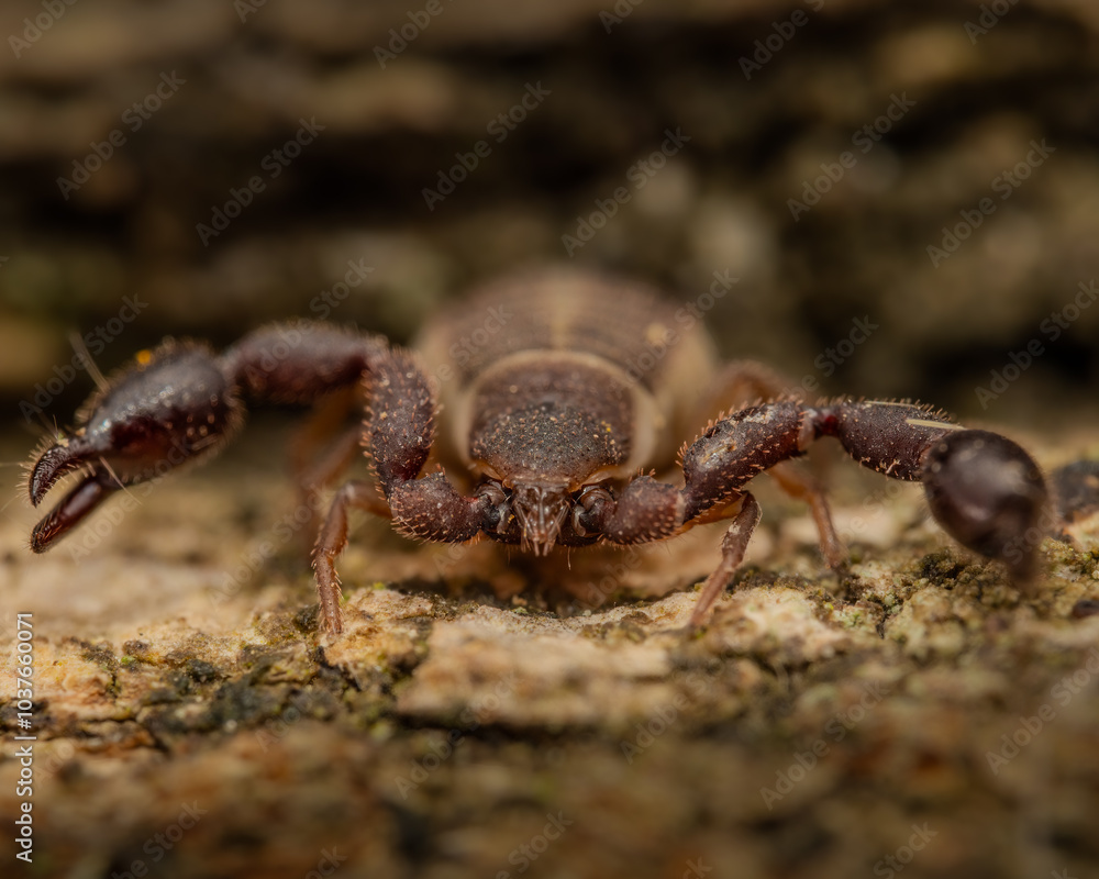 Fototapeta premium Pseudo escorpion