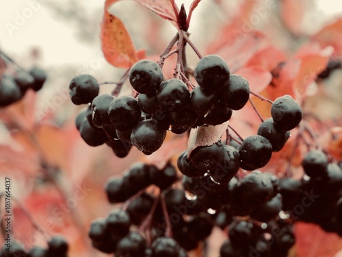 Ripe berries on a branch of × Sorbaronia fallax subsp. mitschurinii (syn. × Sorbaronia mitschurinii, Aronia × mitschurinii, S. melanocarpа, A. melanocarpa) is hybrid A. melanocarpa and S. aucuparia. photo