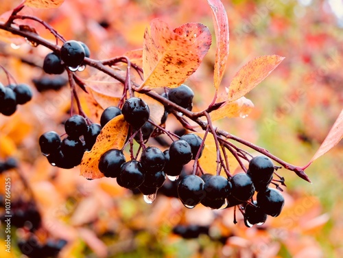 Ripe berries on a branch of × Sorbaronia fallax subsp. mitschurinii (syn. × Sorbaronia mitschurinii, Aronia × mitschurinii, S. melanocarpа, A. melanocarpa) is hybrid A. melanocarpa and S. aucuparia. photo