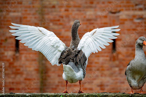 Gänse auf einer Mauer, Gans breitet ihre Flügel aus photo