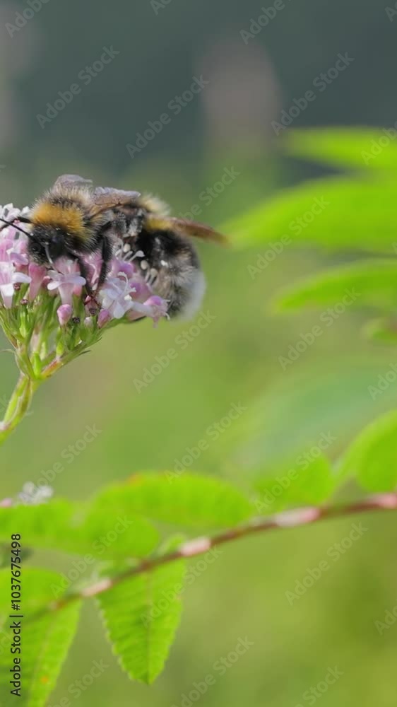 Pollen Collector: Bee on a Flower in Full Summer Bloom
Pollen Collector: Bee on a Flower in Full Summer Bloom