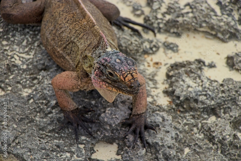 Iguanas rule their own private island in the Exuma chain of islands in the Bahamas Iguanas rule their own private island in the Exuma chain of islands in the Bahamas