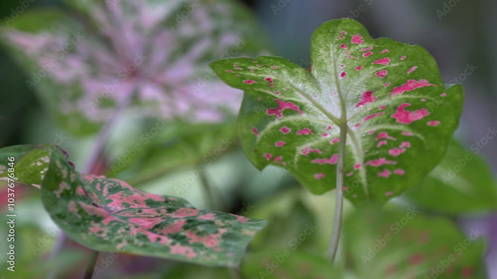 purple flowers in the garden, Garden greenery, Plant close-up, Leafy background, Leafy plants, purple flowers in the garden, Garden greenery, Plant close-up, Leafy background, Leafy plants,