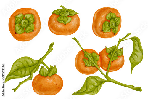 Set of colorful ripe persimmon fruits. Vector graphics.