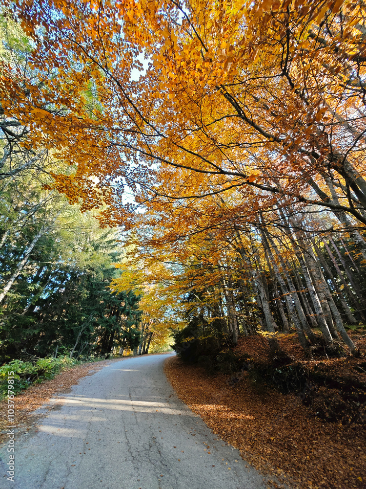 Obraz premium Autumn view of Vitosha Mountain, Bulgaria