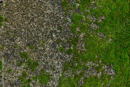 The image presents a textured stone surface, largely covered in vibrant green moss. The moss contrasts with the rough, gray stone, suggesting a moist, cool atmosphere and vibrant life.