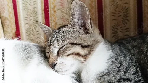 A tabby kitten is sleeping.