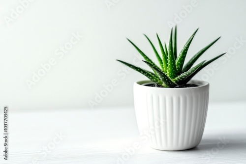 A Single Potted Aloe Vera Plant on a White Table